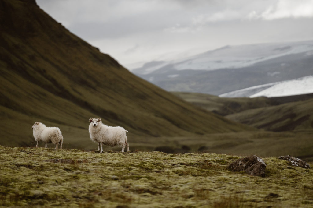 Sheeps on a hill in Iceland