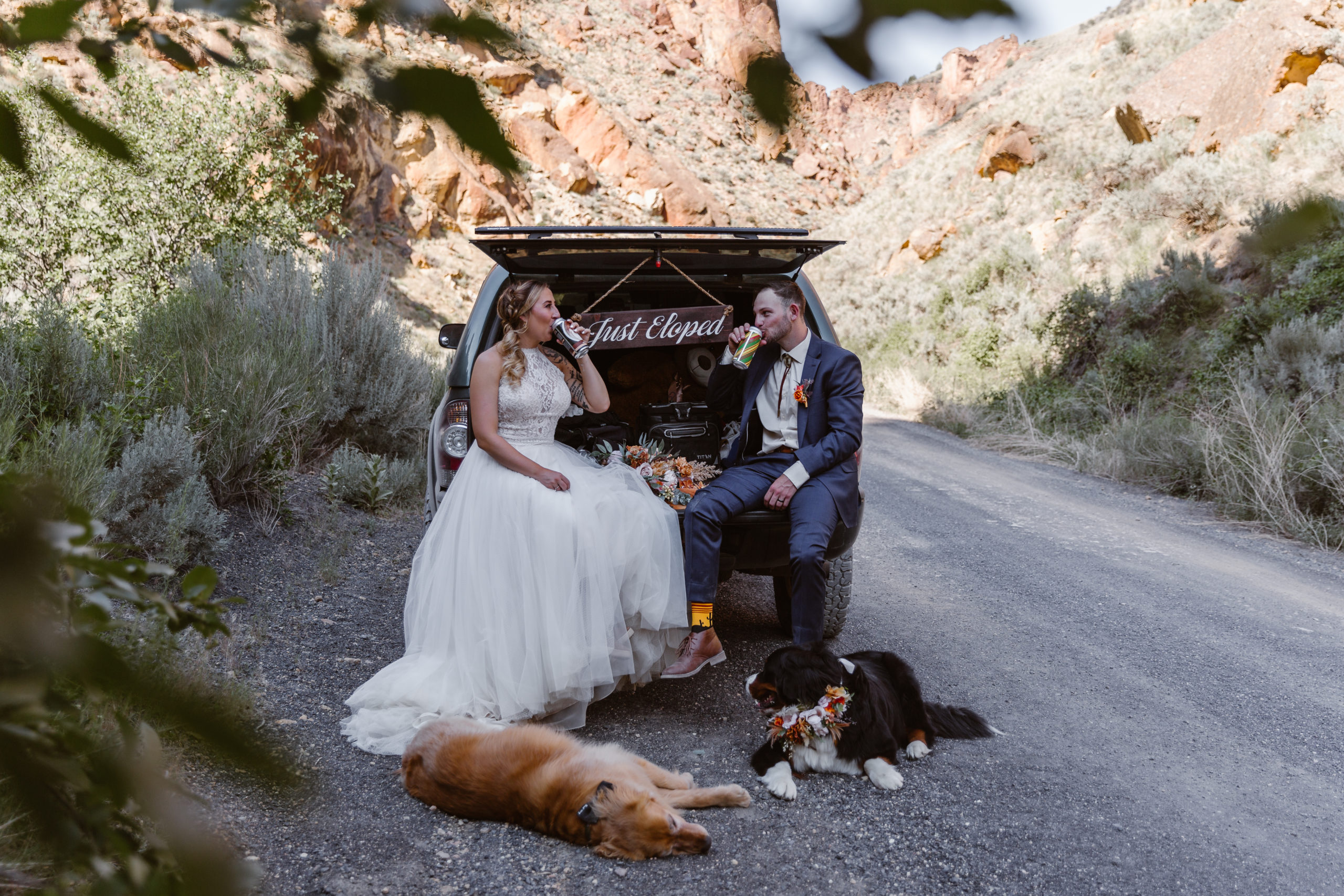 couple sits on the bed of a truck drinking beers on their elopement day with the dogs
