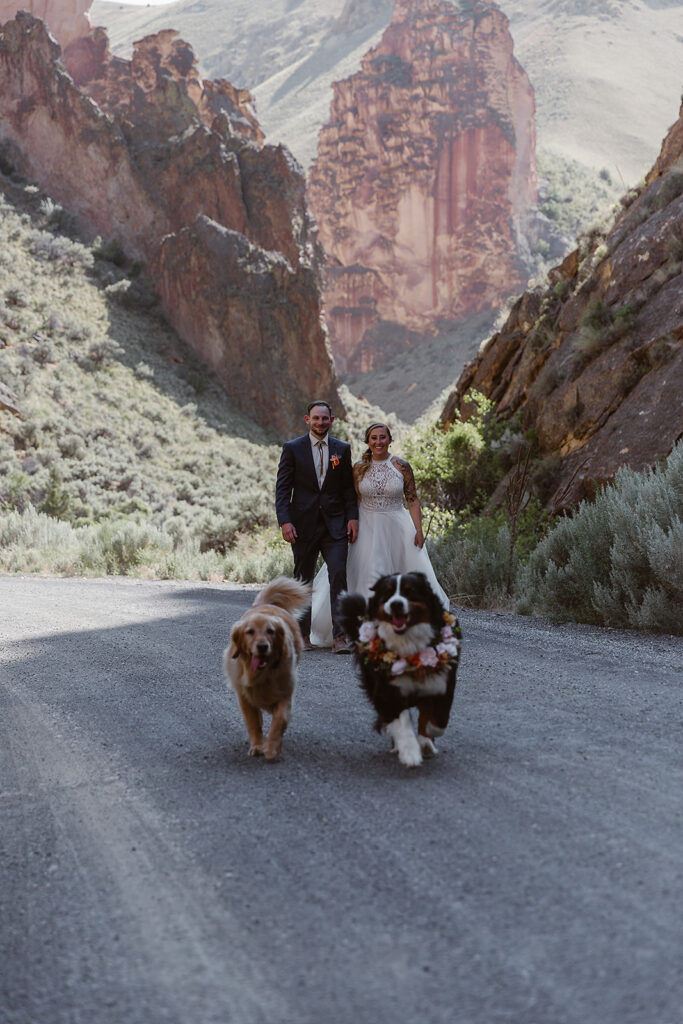 Newlyweds walking with their two dogs along a gravel road between Leslie Gulch’s rugged cliffs.