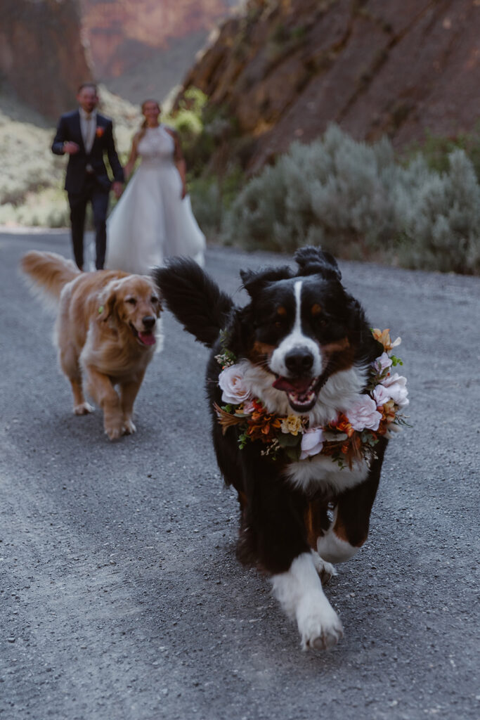Bernese mountain dog running toward the camera, followed by a golden retriever and newlyweds in Leslie Gulch.