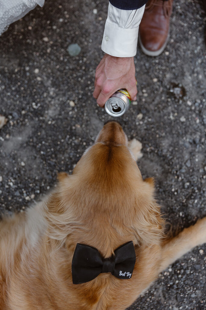 Golden retriever wearing a black bow tie sniffing a drink can held near its nose.