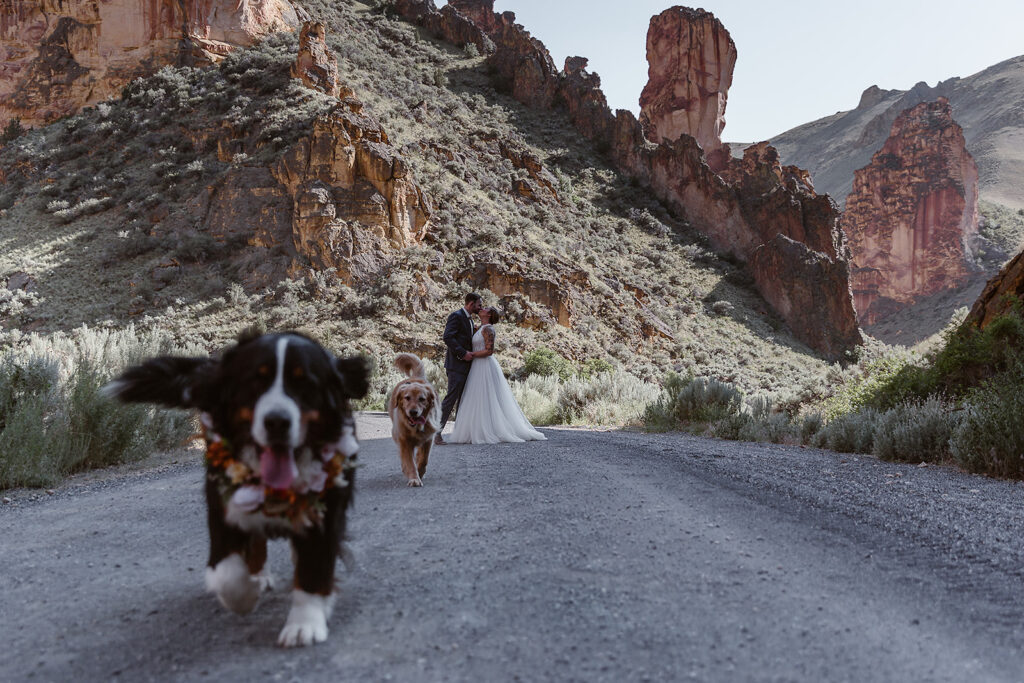 Two dogs running toward the camera while newlyweds kiss beneath the towering rock formations of Leslie Gulch, Oregon.