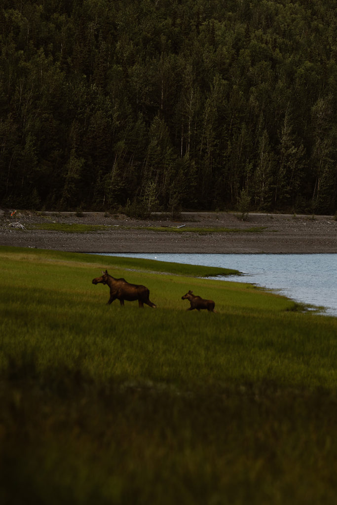 Wild animals run through the Alaska backcountry
