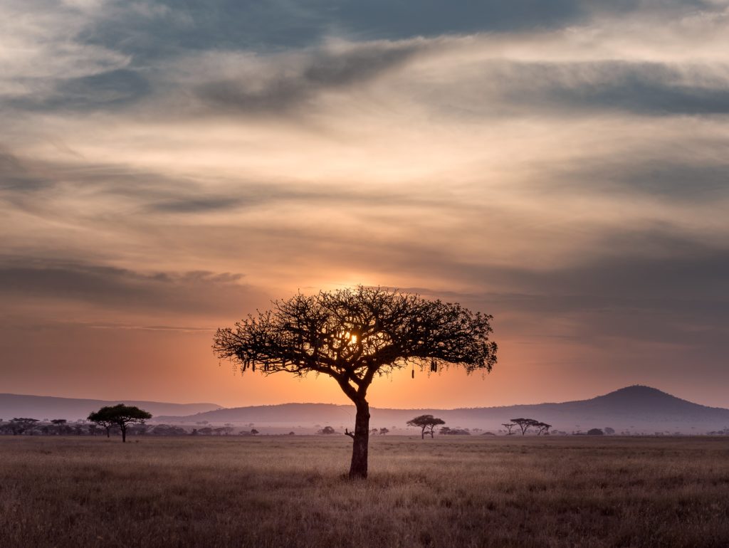 A lone tree grows in the desert in the South African wilderness