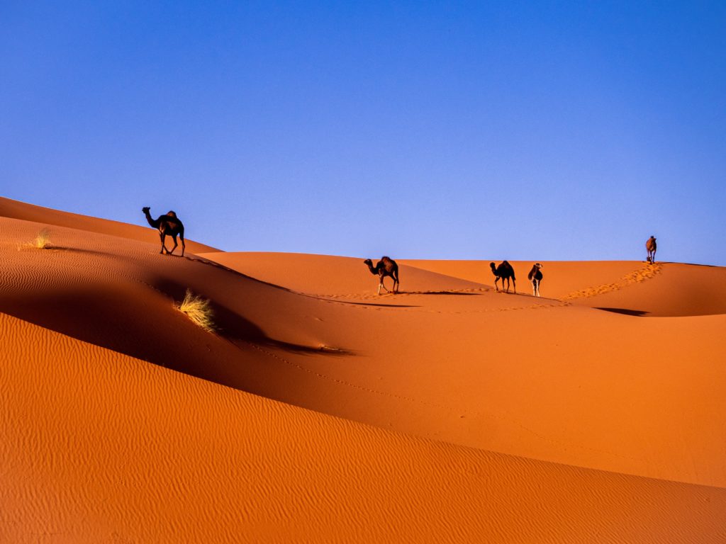 Camels trek across sand dunes in Morocco on a clear day