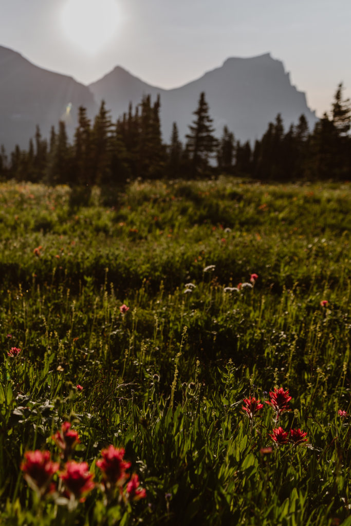 Red Wildflowers blossom in an alpine field with mountains in the background on a sunny day in Montana
