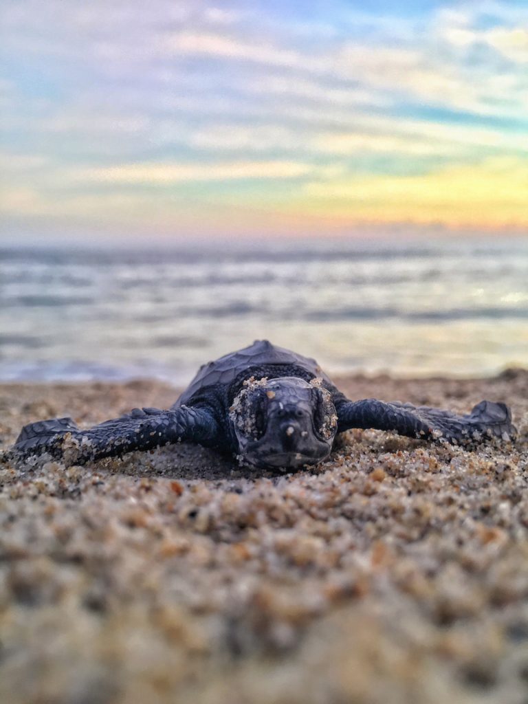 A baby sea turtle crawls on the beach in Puerto Escondido, Oaxaca