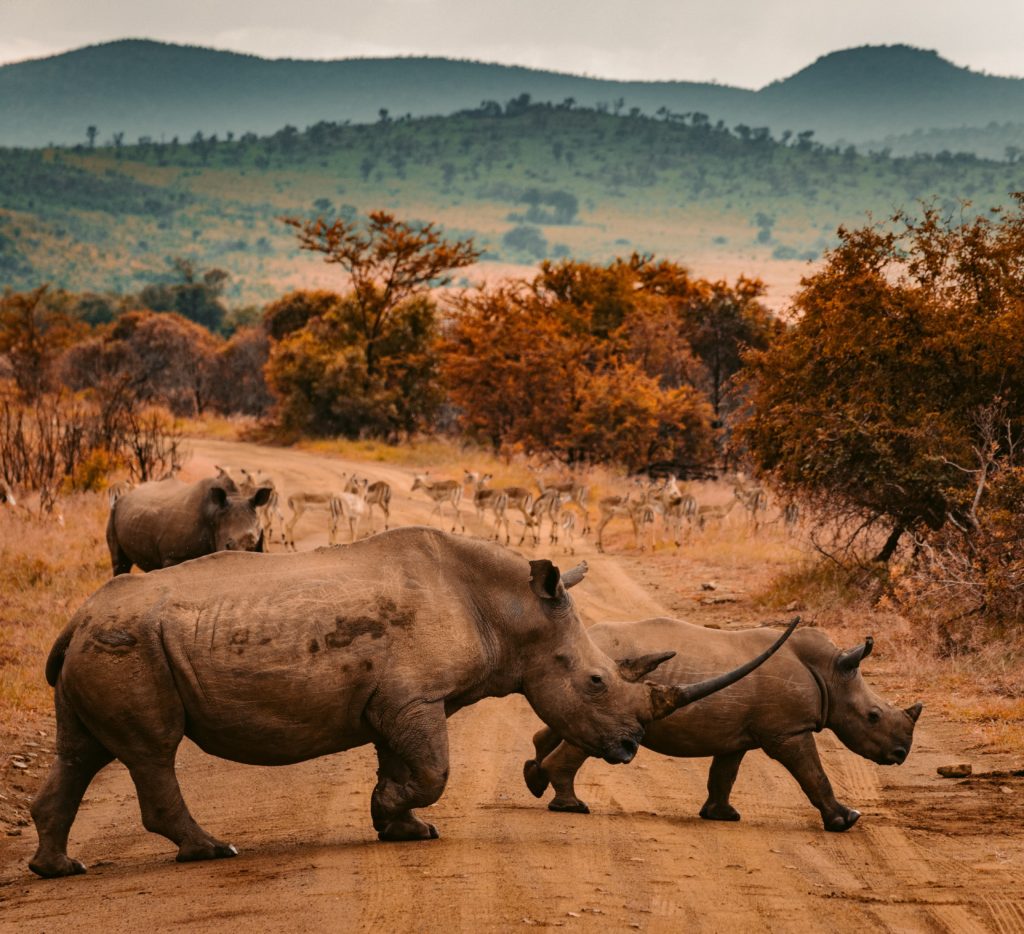 Rhinos cross a dirt road in South Africa