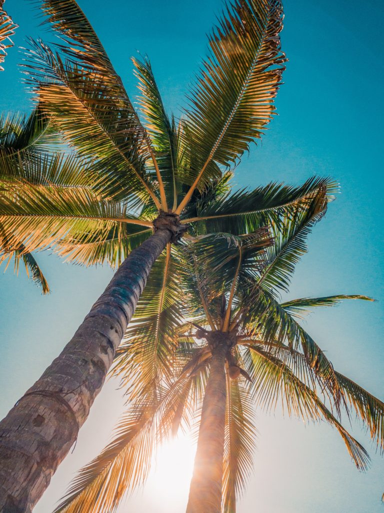 Palm trees, as sen during a Puerto Vallarta elopement