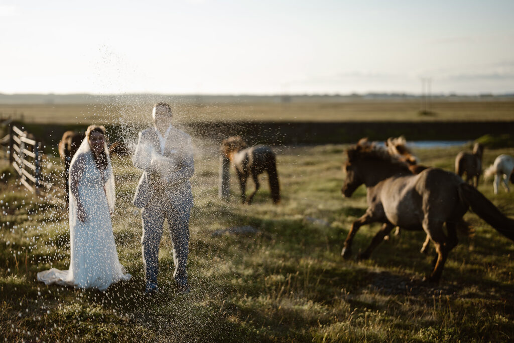Newlyweds spraying champagne in a sunlit Icelandic pasture while horses run and graze around them.